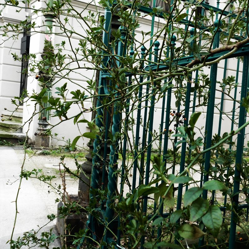 green fence covered in plants